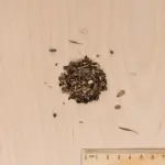 Mélanges de fleurs - Mélange Tapissant - 25 m² - Mélange de fleurs - MEDIA_3D